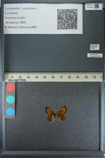 Media type: image;   Entomology 183595